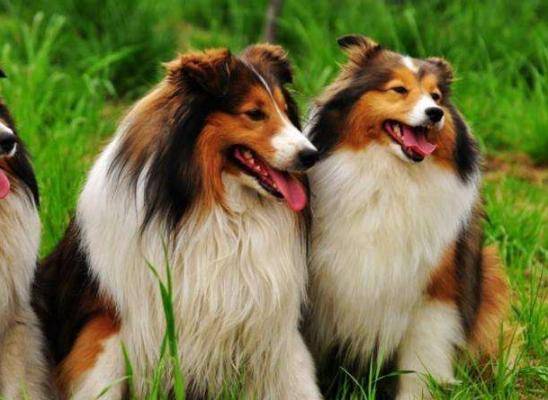 怎么教狗狗不能咬东西 8d7fd84cfc6b46ab84491179c8f6fa5b.jpeg