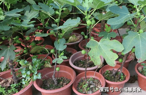 无花果攻略