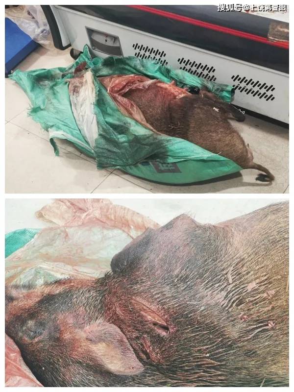 上饶一村民手持长矛刺死40公斤野猪为躲藏整只放在饮食店冰箱被民警