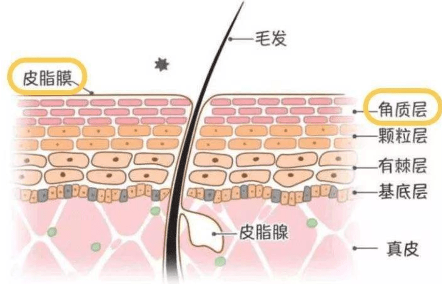 脸上角质层薄怎么修复?_皮肤