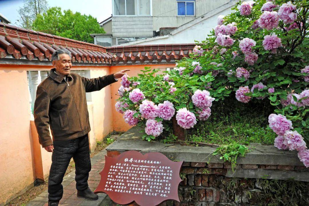 牡丹|熊孩子玩火烧坏，只剩树皮还能活？407岁古树
