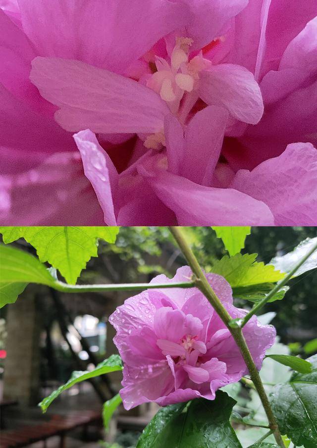 画面|三摄搭配夜景清晰，OPPO Reno4 Pro随拍体验