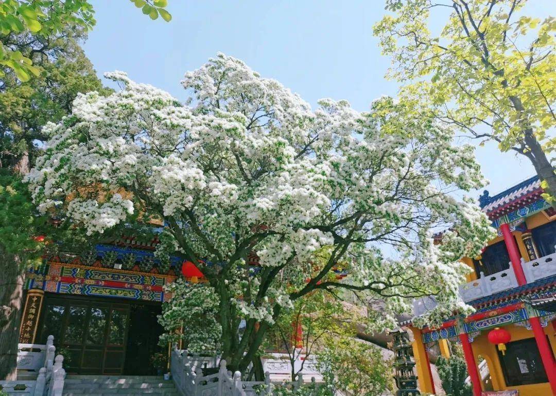 牡丹|熊孩子玩火烧坏，只剩树皮还能活？407岁古树