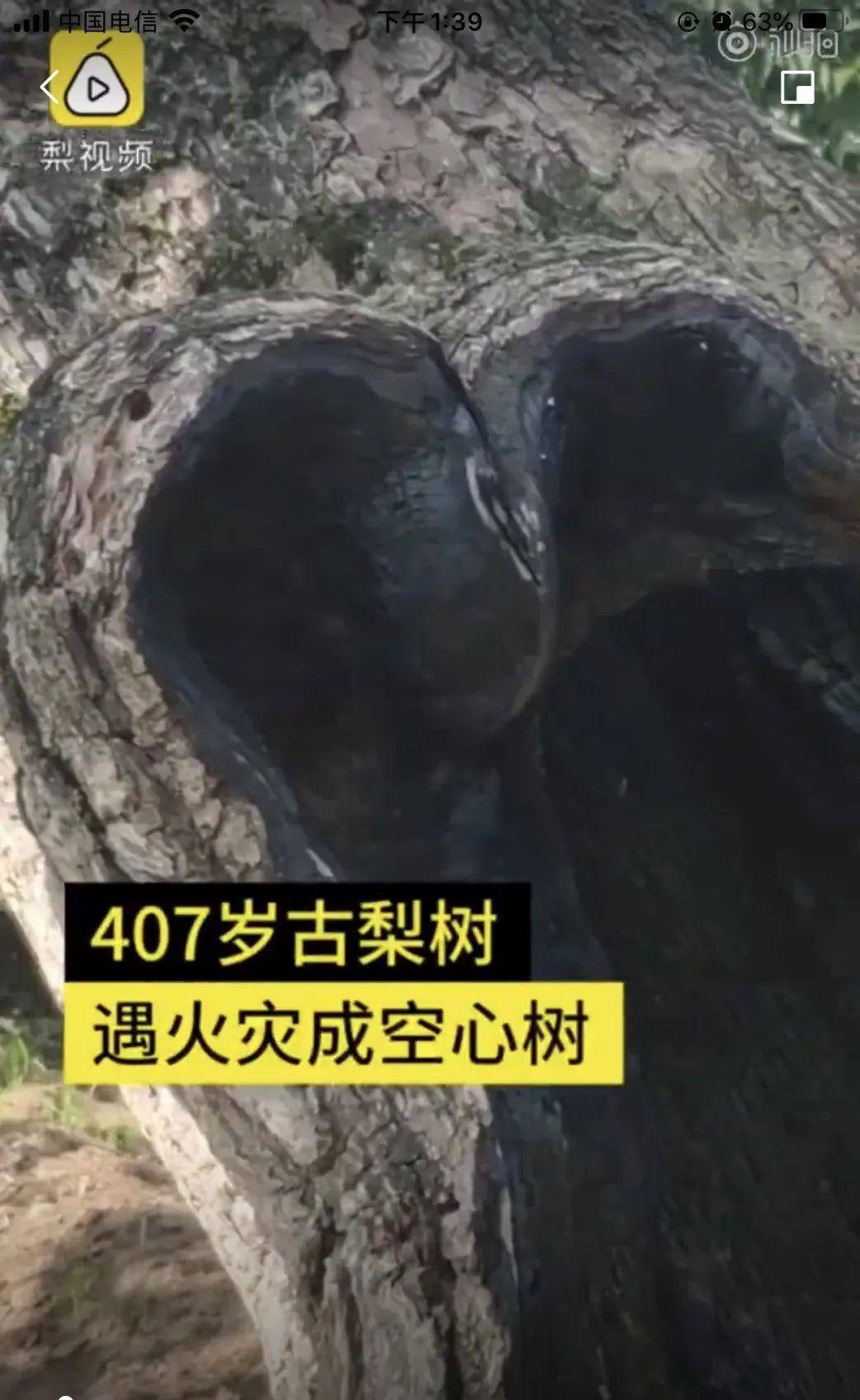 牡丹|熊孩子玩火烧坏，只剩树皮还能活？407岁古树