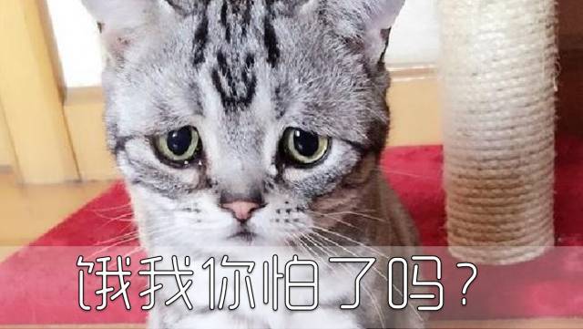 e612b72cbf204cdabf197cdc01f4c779.jpeg