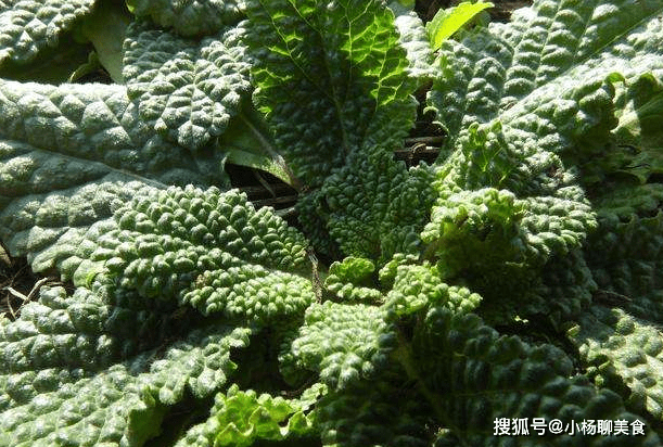一种乡下常见的野草,可以缓解痔疮症状,还可清热解毒去除湿气_蛤蟆