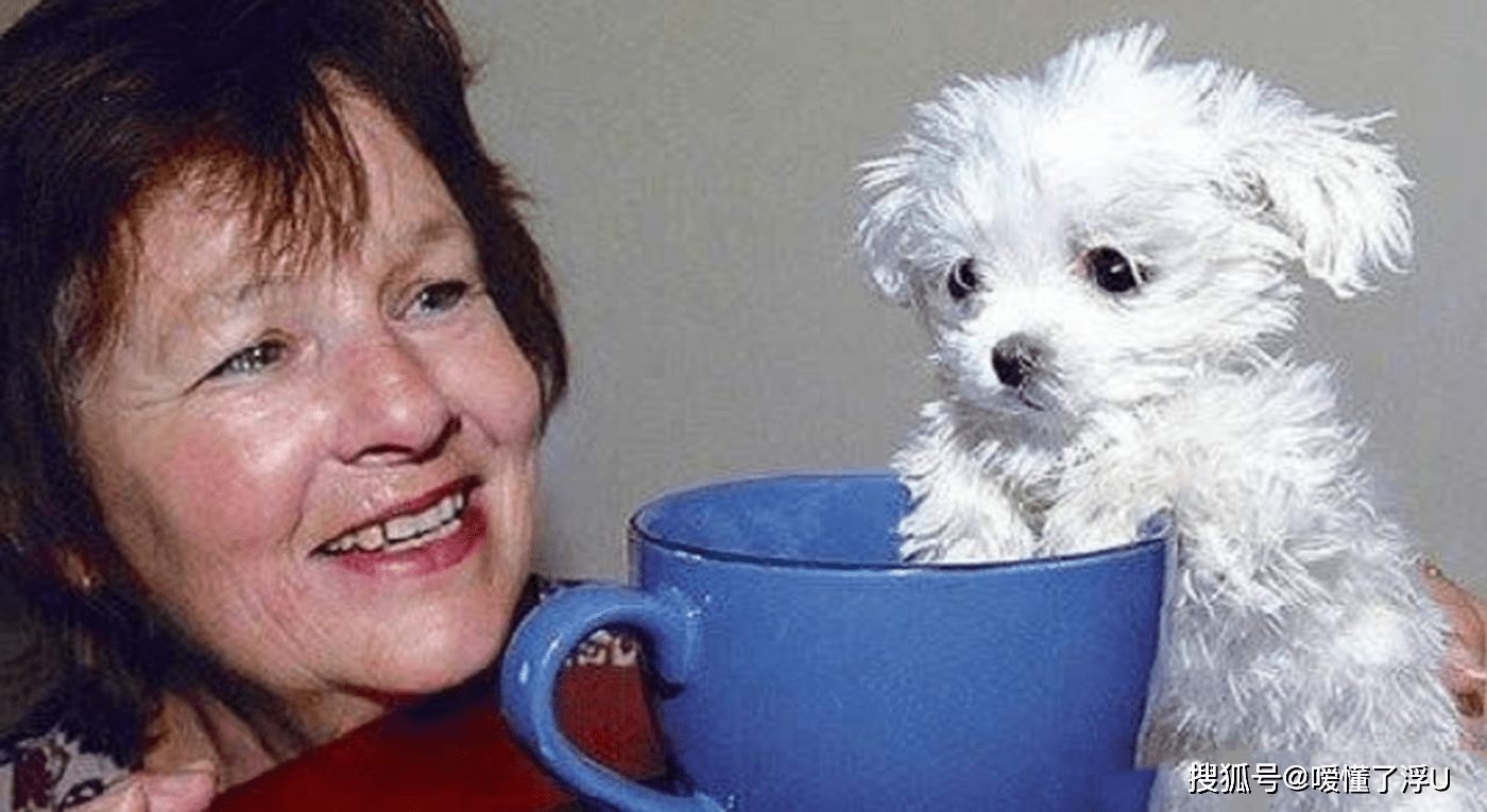 世界上最大的狗狗是什么狗狗 037172634496400db94468b87f74a8ed.png