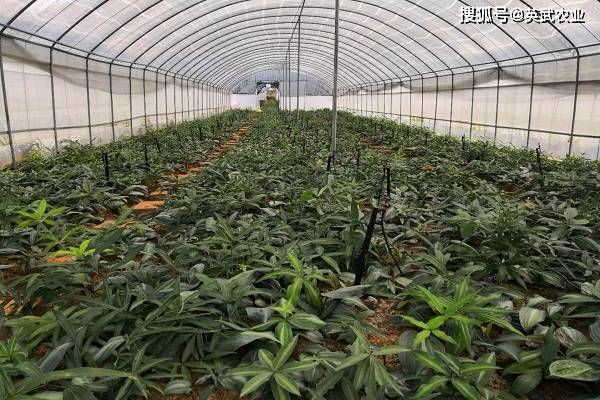 “皇冠官网入口”
黄精常见病虫害防治方法总结(图3)