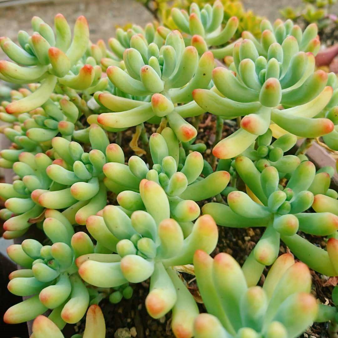 多肉如何爆更多的崽 56b3b71e5d514dd29f83d552ef82885c.jpeg