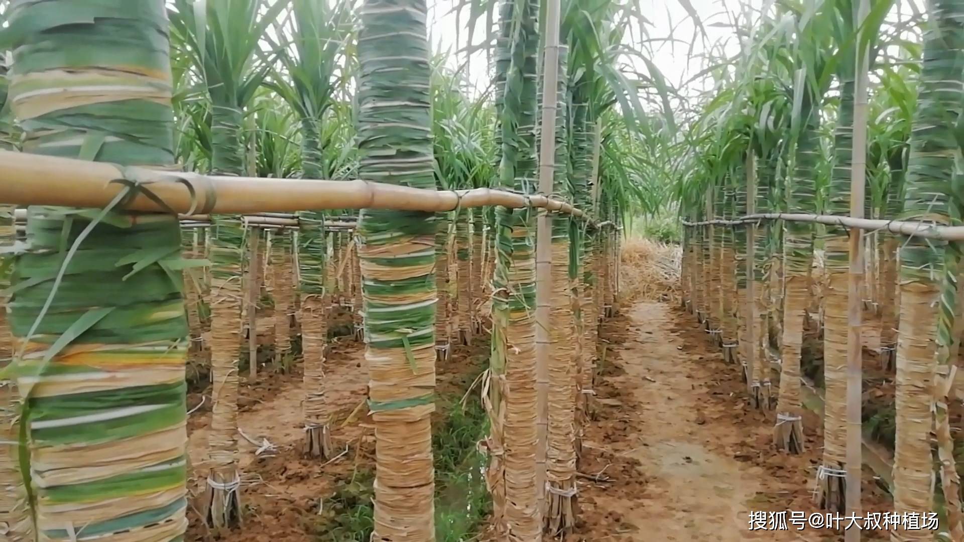 原创广西木格白玉甘蔗种植管理牛比6s管理还严格井井有条的农民防台风