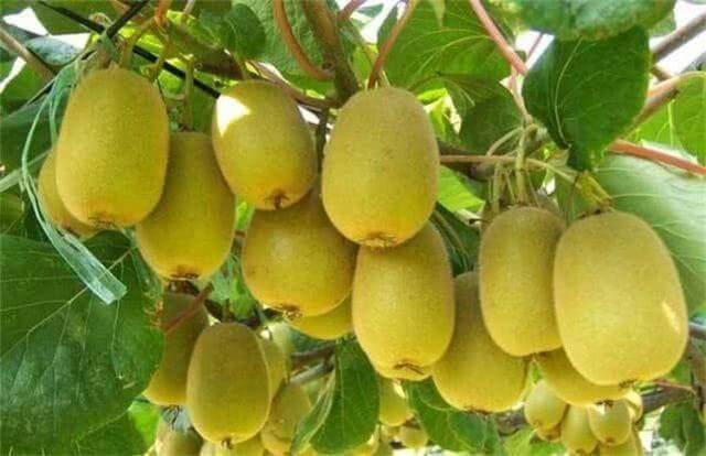 维生素|坚持常吃，防止肥胖，滋养肌肤，排毒养颜营养价值非常高的3物