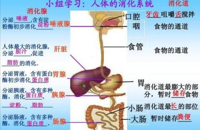 怎么才能让自己得胃病 e3d4d58b13784c36b23bd08aac5e27f2.jpeg
