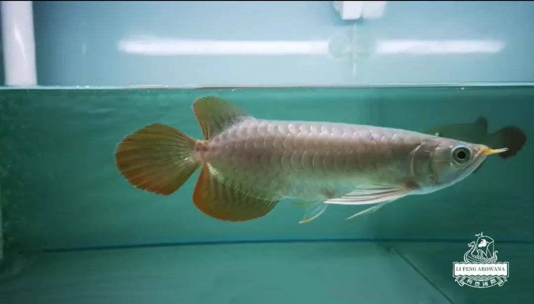 鱼一般多少度水温开口 e9d47b4839184f7691851463502cdae4.jpeg