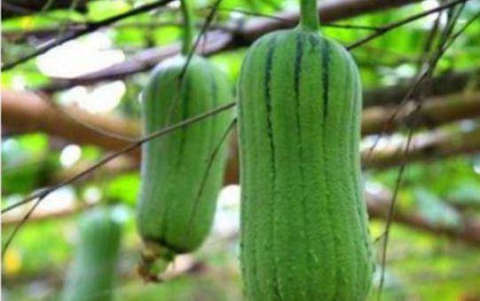 丝瓜的功效与作用及营养 b7c78d154cd3400dbbd0a9b599e8034a.jpeg