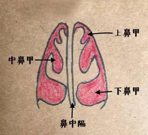 。隔出三条鼻道的是三个鼻甲，每条鼻道上的鼻甲分别叫上、中、下鼻甲。