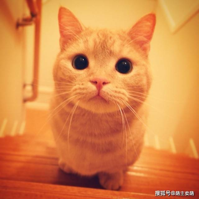 小猫咪呆呆傻傻的样子看着就是这样可爱