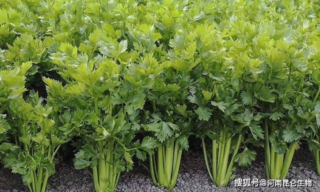 芹菜重茬死苗怎么办