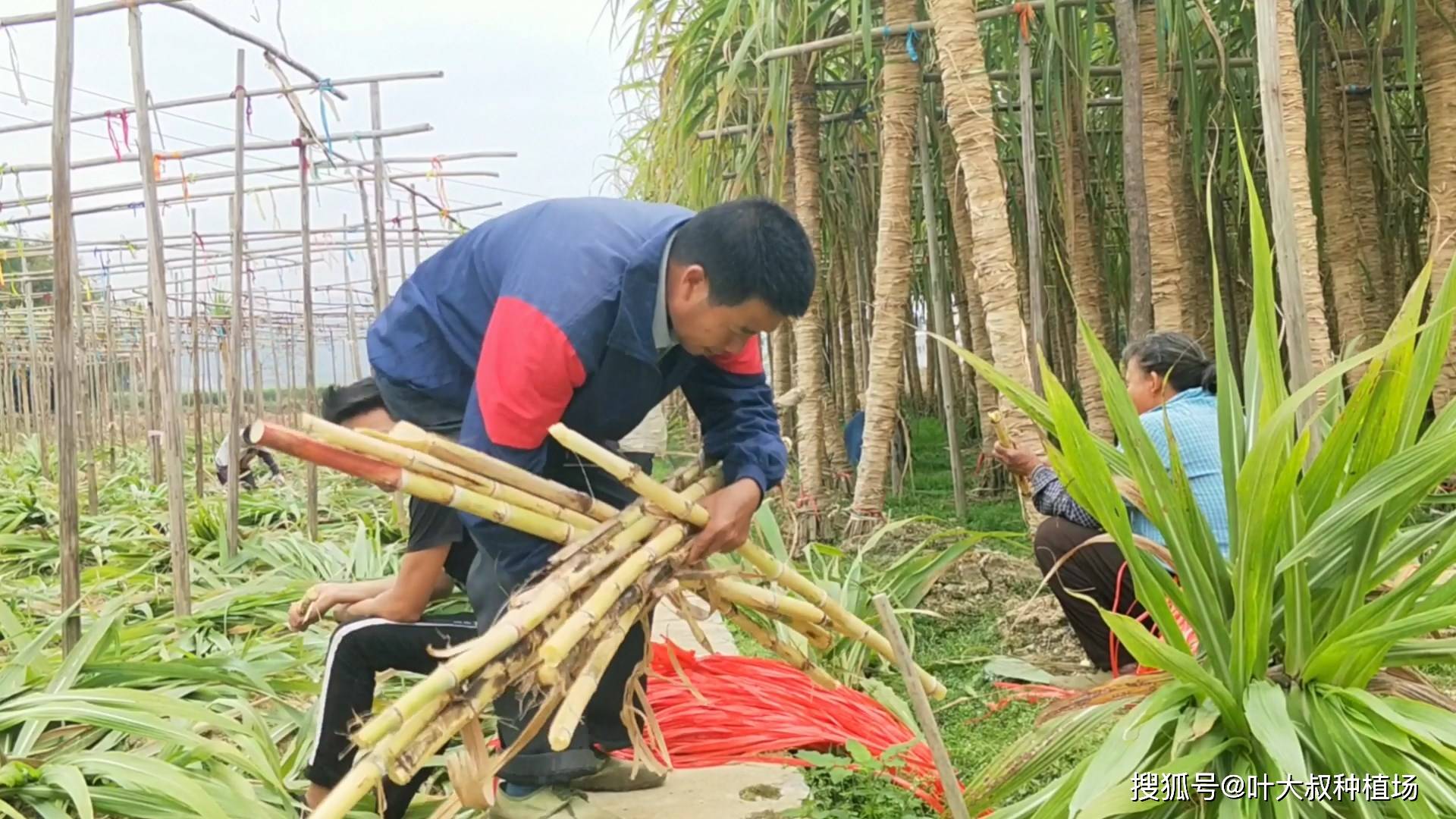 九月份的甘蔗甜味已经很不错了,广西农民种的木格白玉蔗裹第四次叶子