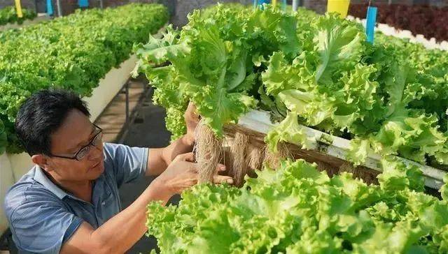 食品|我国或建设国家级大豆种子生产基地；华文食品面临品类单一风险