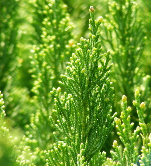 室内绿植推荐实惠植物 01b8454815164b71a64c9fdd67e5767c.png