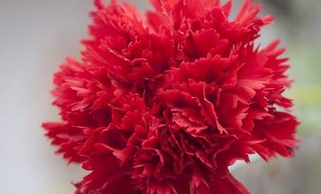 零食|没事吃点“零食”,一月一次,花开盆盆红养盆“康乃馨”