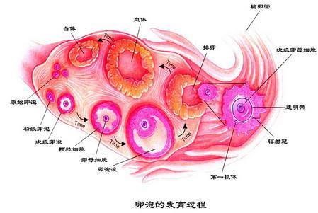 卵泡不好可以做试管婴儿吗