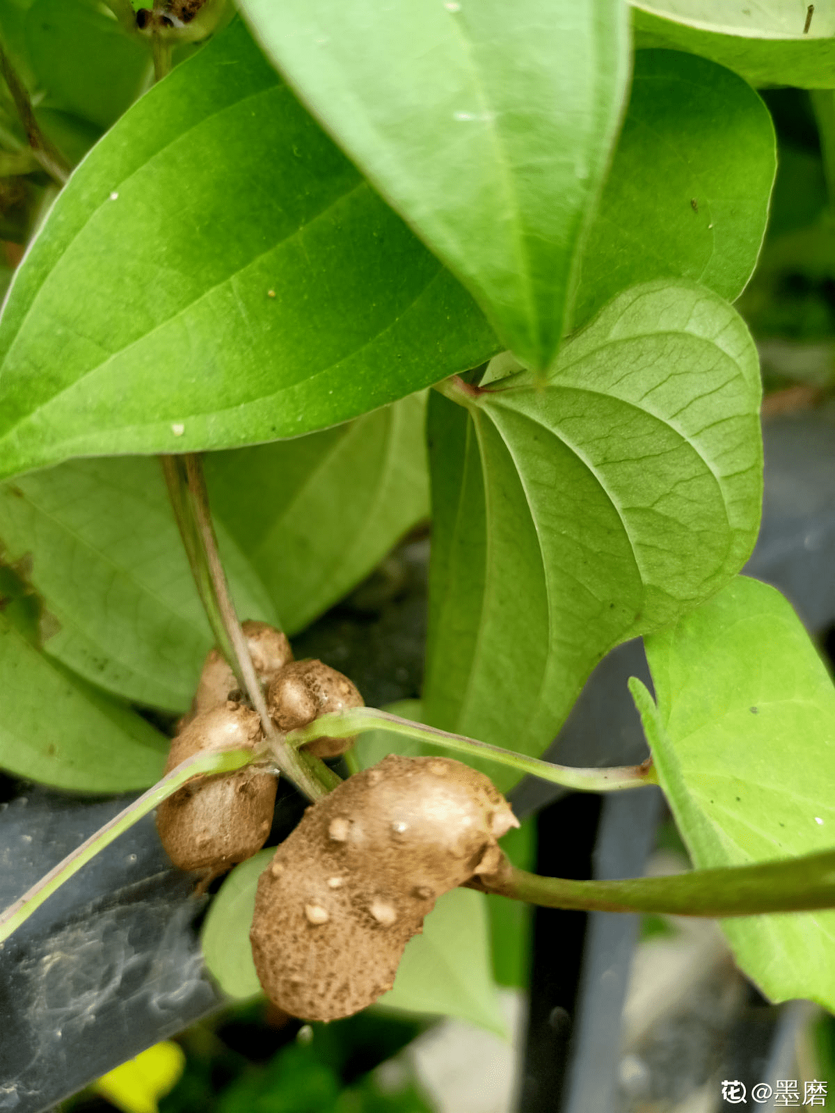 土里埋一段山药,半月长成爬藤花,还能结出"山药豆"