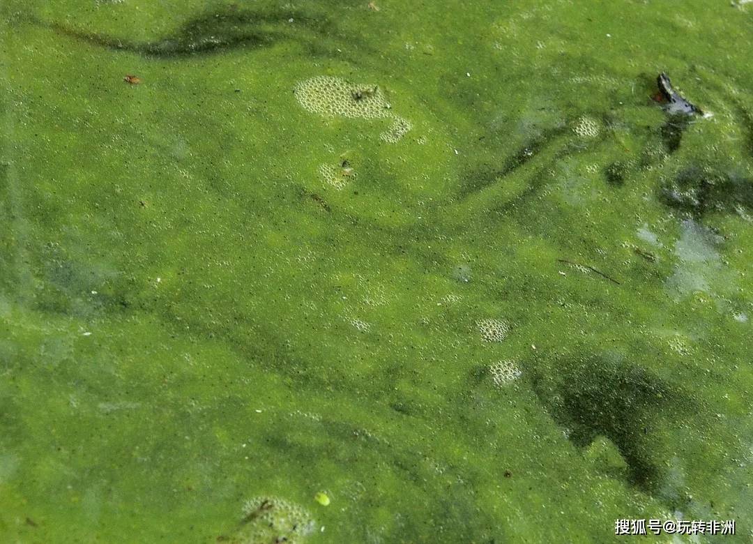 蓝藻 图源维基百科蓝藻(cyanobacteria)也叫蓝细菌,是地球上最早