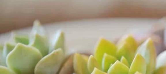 多肉种植技巧视频教程 28c247836e0147deb9ce30d1ab4a61c4.jpeg