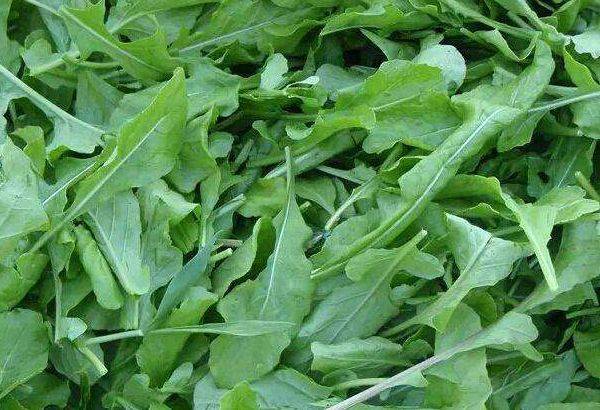 可以用什么来代替青菜 597b65e6f66449e1a82d893a095ed8cd.jpeg