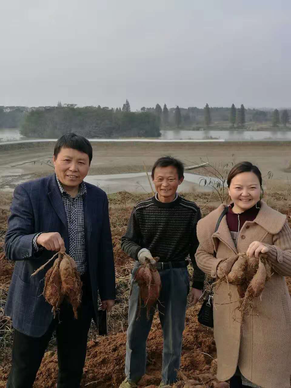 谭美兰江苏高淳紫薯种植基地和种植户合影南京统战部领