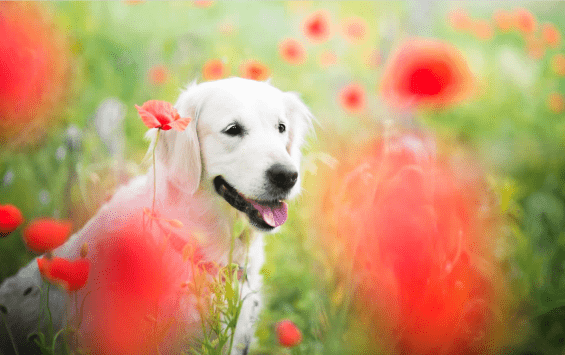 cdc40017d4864ca28cc2397859c00d5e.png