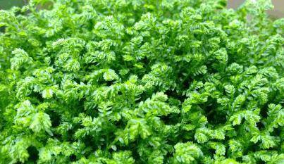 龙须草的功效与作用 f15eecc525a44c56bb1e2a0ddc016277.jpeg