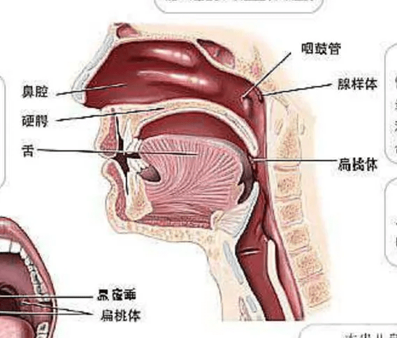 清鼻堂:鼻炎鼻窦炎长期不愈,有可能是后鼻孔堵了一团"