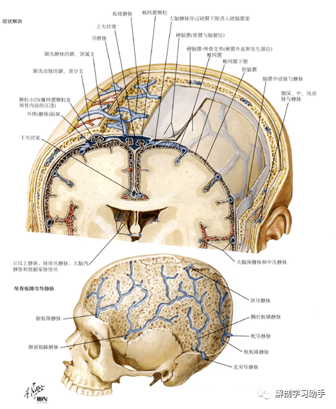 解剖&影像 | 颅底和脑的血管_动脉