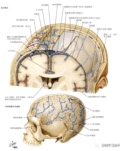 解剖影像颅底和脑的血管
