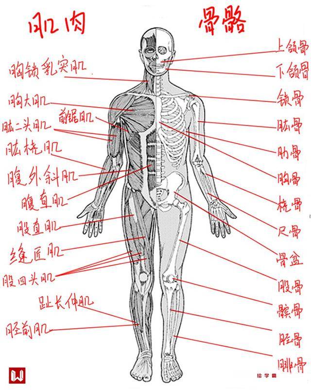 人体骨骼与肌肉结构以头长为测量单位,成人身高一般在7-8头身左右 美