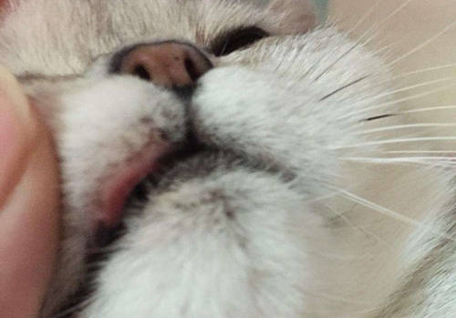 养宠经验治疗猫咪的烂嘴巴的方法猫咪烂嘴角的治疗方法