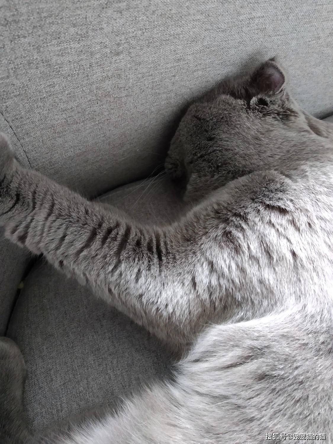 好点的小猫多少钱一只 da3e530933744778b9049d14a3e1f8a0.jpeg