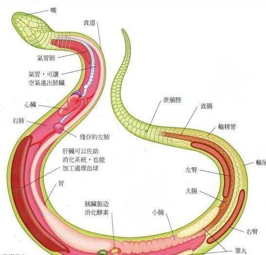 那么我们就来看看蛇的七寸究竟有何特别之处?