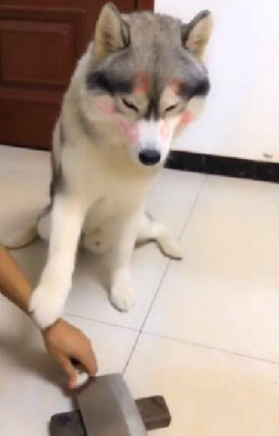 原创二哈撩光了联谊会上的妹子看着它满脸的唇印主人气得回家直接磨刀