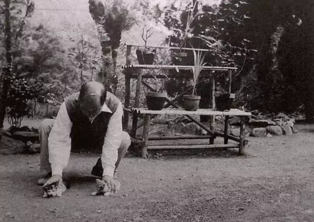 幽禁期间,张学良玩猫猫,他说:"本是一母生,相煎何太急."