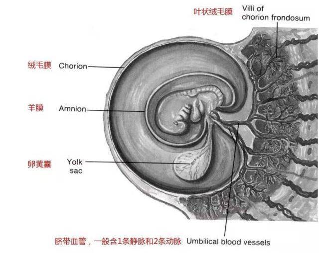 怀孕12周前叫"胚胎"还是"胎儿",你知道吗?附前12周胎儿发育