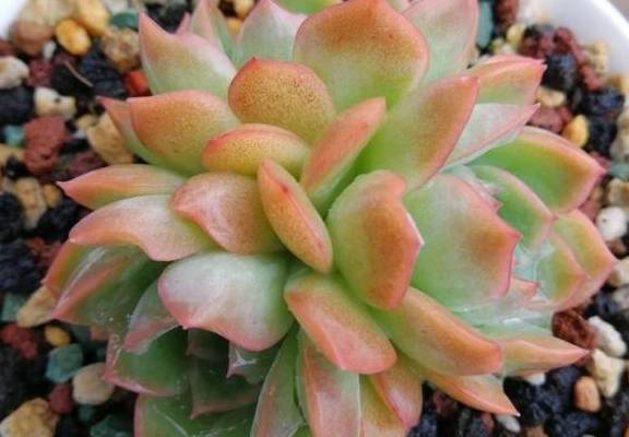 多肉怎样配土长得壮 73f85b6c67b4494abdb6076936fe5a76.jpeg