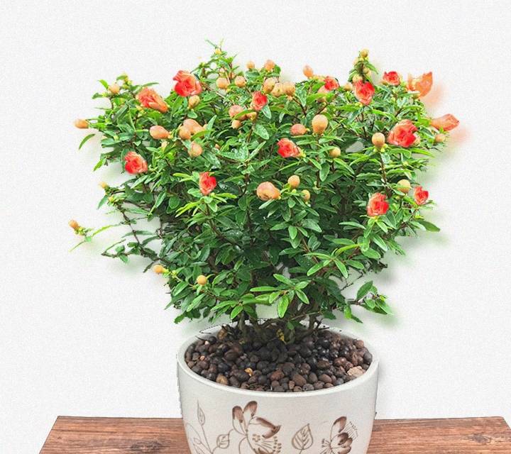 盆栽植物室内推荐可爱 783ca1ee3e9948e99405497766bf749f.jpeg