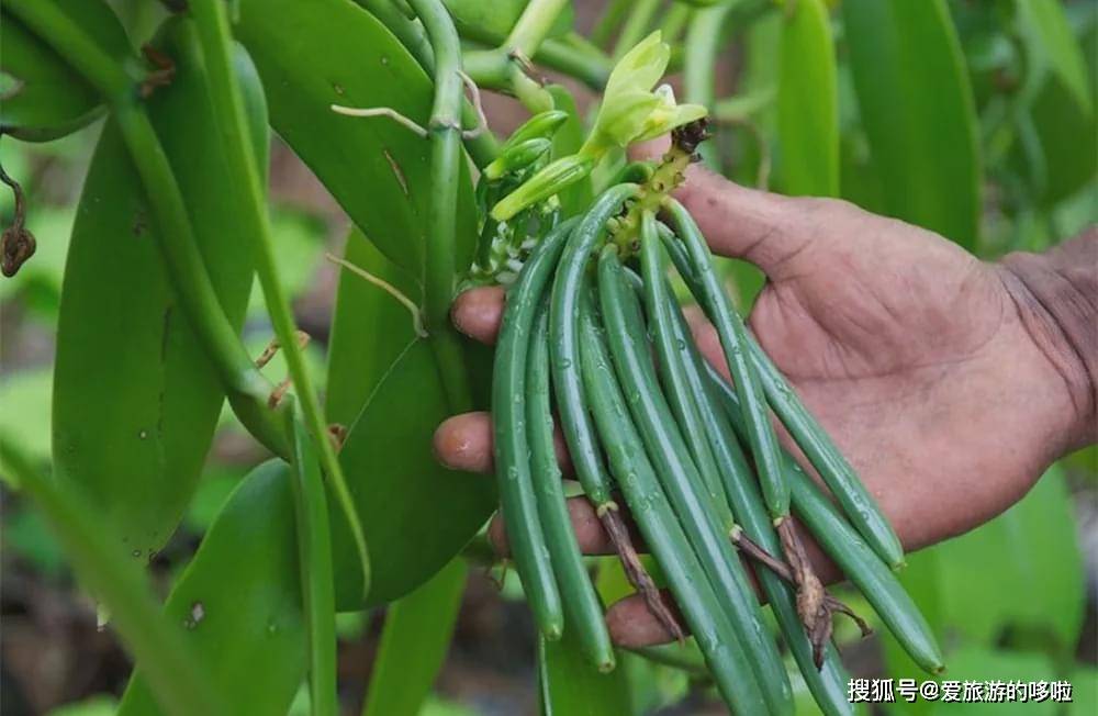 满大街的香草味曾经是有钱都吃不到的味道_豆荚