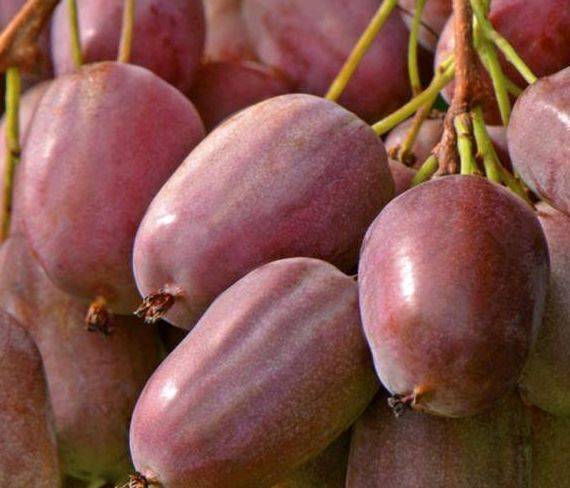 冰箱|冰箱冻不死，见土就活，可以试种一颗我国最好吃的水果