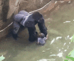 原创小男孩不慎掉进动物园大猩猩紧紧护住我的地盘没人可以伤害你