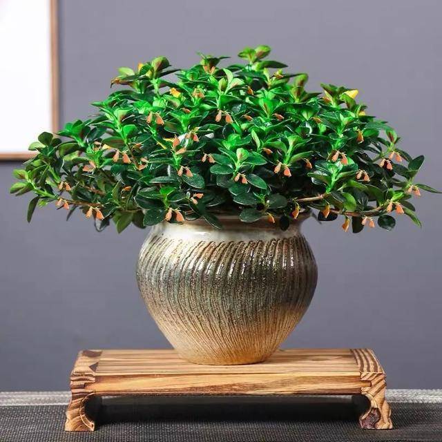 此种花真奇特,枝头开满"小金鱼",家里养一盆,长成上等好盆栽
