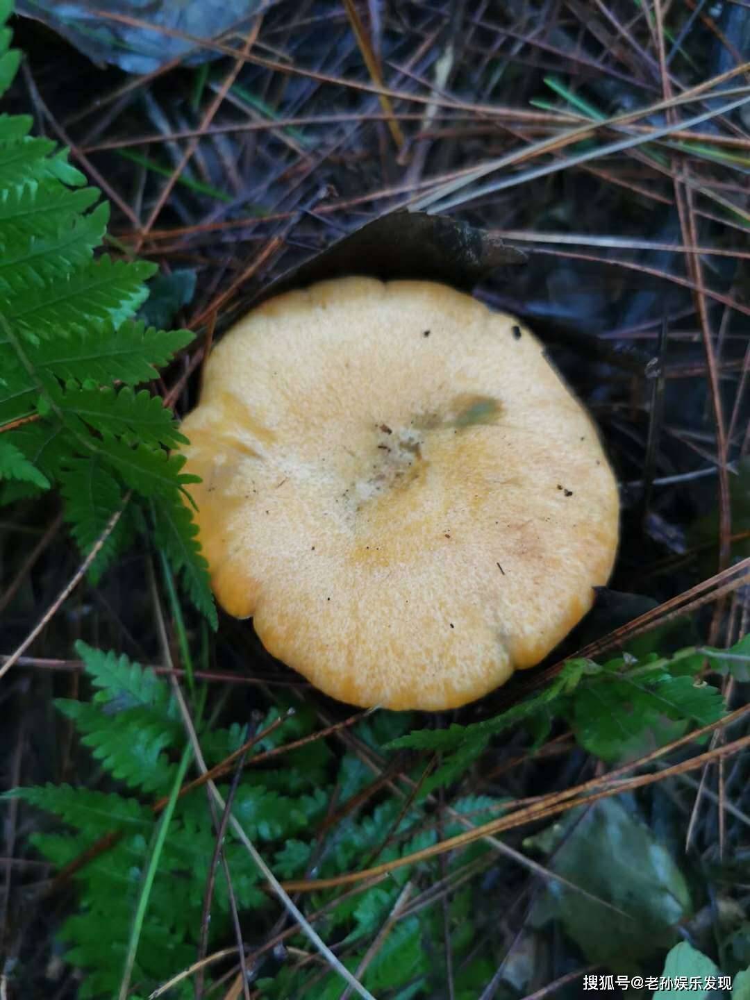 乡情|除了枞菌，还收获了不曾想到的两位姐姐在细雨中穿梭山林寻美味